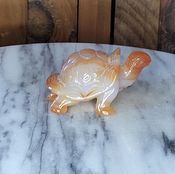 Xarnelian Land Tortoise - Picture 4 of 16